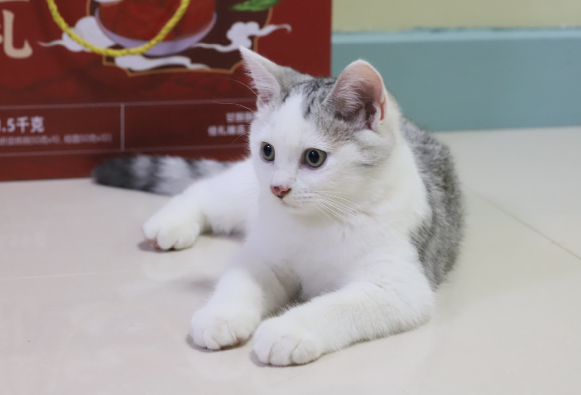 小猫 幼猫 美短  5折急售